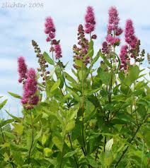 Image result for Spiraea douglasii