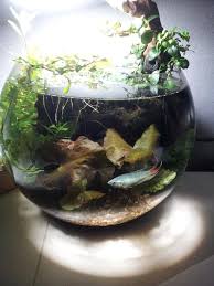 My Office Bowl Updated Pics 10 22 Fish Garden Betta Fish Care Betta Aquarium