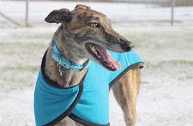 Greyhounds as pets nsw is using eventbrite to organize 2 upcoming events. Greyhound Adoption Day The First Of Many In Nsw Uthinki