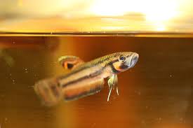 Keressen betta macrostoma spotfin asia fish aquarium témájú hd stockfotóink és több millió jogdíjmentes fotó, illusztráció és vektorkép között a shutterstock gyűjteményében. Betta Macrostoma Live Tropical Fish Live Tropical Fish