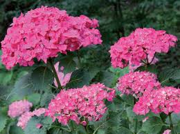 Bellissime piante con cesto molto simile alla foto, complimenti e grazie mille ! Ortensie O Hydrangea I Segreti Di Coltivazione Passione In Verde