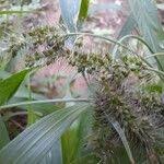 Image result for Setaria lindenbergiana