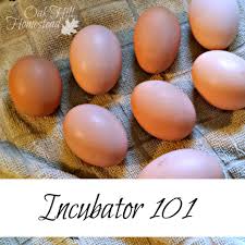 Jan 10, 2012 · before putting your eggs into an incubator, plug it in and make sure the temperature is steady. Incubator 101 Oak Hill Homestead