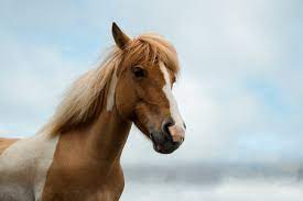 He got his name after being wounded in battle against native americans. 110 Indian Horse Names With Meanings By Kidadl