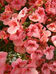 Maybe you would like to learn more about one of these? 28 Winter Annuals For Florida Ideas Annual Flowers Plants Tropical Plants