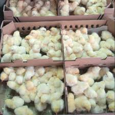 Daging ayam adalah daging yang paling disukai di negara indonesia, karena memang hampir semua orang menyukai makanan dari daging ayam ini. Bibit Ayam Broiler Doc Broiler Anak Ayam Broiler Shopee Indonesia