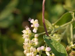 Image result for Pluchea ovalis