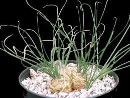 Image result for Albuca nigritana