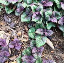 Image result for Syngonanthus welwitschii