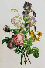 bouquet of iris rose and narcissus by jean louis prevost 花 イラスト イラスト アート
