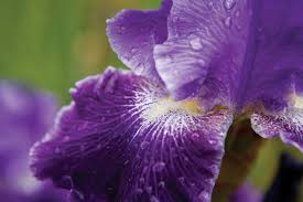 Maybe you would like to learn more about one of these? Iris City Gardens Primm Springs Tennessee Home And Farm