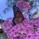 Knee High Naturalist: Butterfly and Hungry Caterpillar