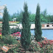 Like other junipers, skyrocket loves the full sun and has good tolerance to drought once established. Buy Juniperus Scopulorum Skyrocket J Parkers