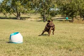 The ifetch from the hamill family shoots out a ball for your dog to fetch, and when fido ifetch has an adjustable range for shooting its mini tennis balls. Ifetch Too Amazon De Pet Supplies