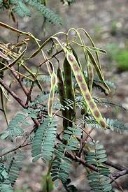 Image result for Acacia davyi