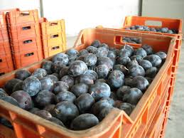 Daca optati pentru butoiul din poza atunci se mai adauga o garantie de 100 lei care se ramburseaza la returnarea butoiului. Publicitate Mai In GlumÄƒ Mai In Serios Rachiul De Prune DÄƒuneazÄƒ Grav Efectelor Crizei Actualitate Tribuna