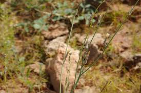 Image result for Launaea violacea
