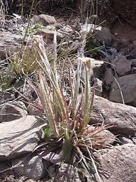 Image result for Luzula johnstonii