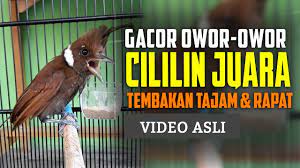 Cililin Gacor Panjang Suara Jernih Masteran Murai Suara Murai Burung