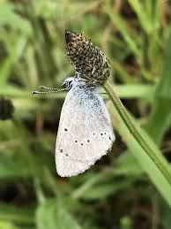 Image result for Aspidoglossum glabellum