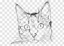 Finally, draw all the kitten details over the sketch. Draw Cats Drawing Kitten Sketch Face Cat Transparent Png