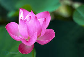 Check spelling or type a new query. Gambar Bunga Cantik Indah Terlengkap Dosenpintar Com