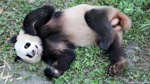 Free fire इस टाइम में popular games में से एक है। जैसा कि हम सभी जानते हैं कि pet free fire free fire में pet names का नाम कैसे बदलें. German Media Call To Name Berlin S New Pandas Hong And Kong News Dw 06 09 2019