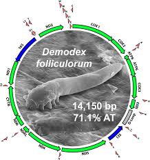 Image result for Demodex brevis