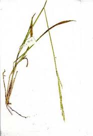 Image result for Urochloa dictyoneura