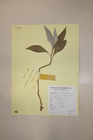 Image result for Persicaria senegalensis f. albotomentosa