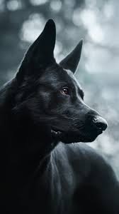 Maybe you would like to learn more about one of these? Black Dog Hazy 750x1334 Iphone 8 7 6 6s Wallpaper Background Picture Image