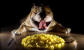 Can Dogs Eat Pasta, Noodles, or Spaghetti? What Are The Dangers? - A-Z  Animals