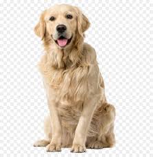 If you simply look at labrador retrievers, especially the yellow ones, you'll find that they do look a lot like the golden retriever breed. Golden Retriever Labrador Retriever Puppy Pet Sitting Tweed Water Spaniel Golden Hunde Word Png Herunterladen 550 918 Kostenlos Transparent Begleithund Png Herunterladen