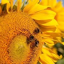 See more ideas about sunflower, sunflowers and daisies, sunflower pictures. High Quality Sunflower Seed Sunflowers Strube D S Gmbh