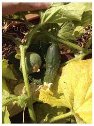 As chlorophyll is essential for converting sunlight into chemical energy, its reduction threatens the health of your cucumber plant. Fat Round Cucumber