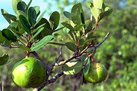 Image result for Xylocarpus