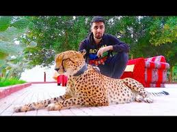 Open 7 days a week. Exotic Pets Of Dubai Youtube