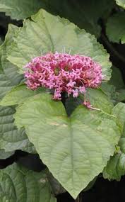 Image result for Clerodendrum tricholobum
