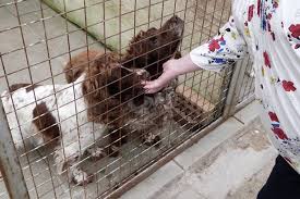 West lothian pet food bank. Animal Lover Sets Up First Food Bank For Dogs To Stop Owners Rehoming Pets Because They Can T Afford To Feed Them Mirror Online