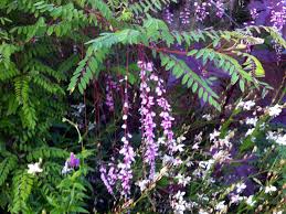 Image result for Indigofera wentzeliana