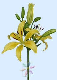 Decorate your rooms with white stargazer flowers if you would want to have a baby, as this flower is mostly used for baptisms, baby birthdays, and wedding ceremonies. Lily Flower Information Lily Cut Flower Flower Shop Network