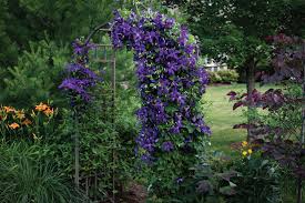 Image result for Clematis