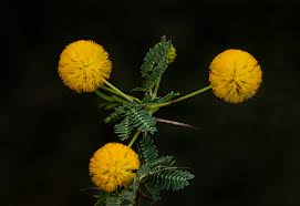 Image result for Embelia nilotica