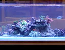 Glass aquarium sizes over 1000 gallons are rare due to the thickness of glass required which makes them very heavy in comparison to acrylic. 200 Gallon Fish Tank Our Top Five Picks Aquariadise