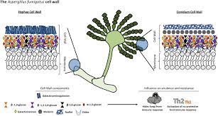 In the biosphere, over 1 billion tons of chitin are synthesized each year by organisms. Frontiers The Fungal Cell Wall Candida Cryptococcus And Aspergillus Species Microbiology