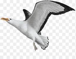What's the difference between a gull and an albatrosse? Albatross Png Images Pngegg