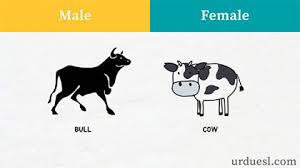 Her moves can't be predicted or always explained with the rational mind. Masculine And Feminine Gender Of Animals List Ultimate Gender List