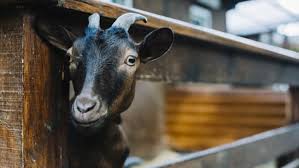 We did not find results for: Adab Penyembelihan Hewan Kurban Yang Sering Diabaikan