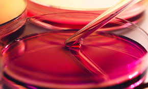 Check spelling or type a new query. Development Of A Gel For Liver Cell Culture On Microchips Dtr