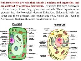 It is also a precursor of various critical substances such as adrenal and gonadal. Introduction To Biology Forms Of Life Biology Of The Cell Online Presentation